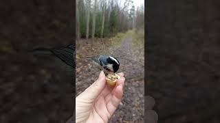 Синичка-Гаичка, лапки тёплые #синица#синицы#nature