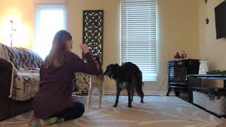 Silken Windhounds Wait and Leave it by wildmeadow_windhounds 362 views 5 years ago 1 minute, 1 second