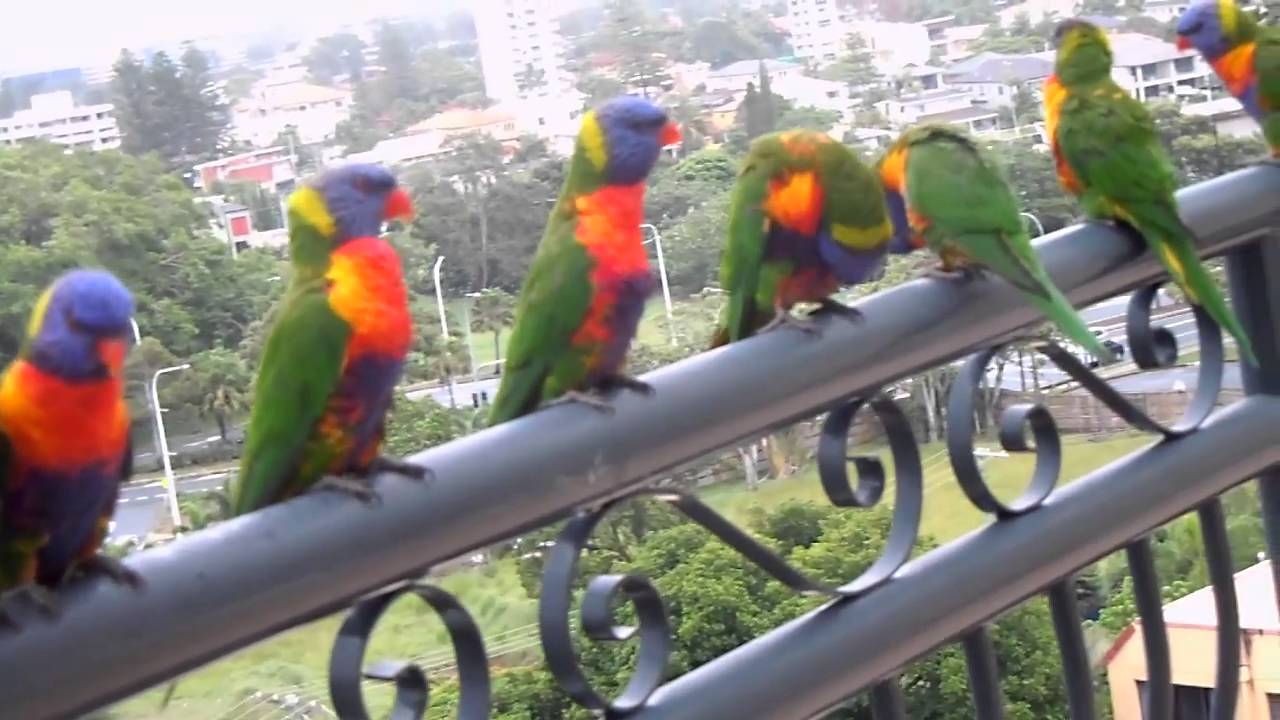 野鳥のレインボーロリキートがゴールドコーストの我が家のベランダに Youtube