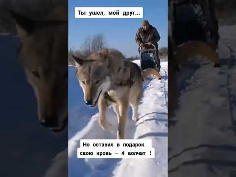 ВОЛК Хук ушел, но оставил подарок - 4 волчат ! #волк #shorts