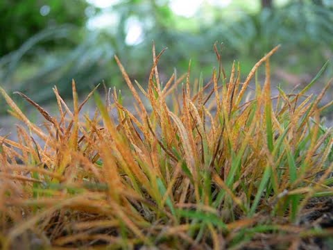 Vídeo: Problemas de ferrugem na grama: tratamento de fungos de ferrugem no gramado