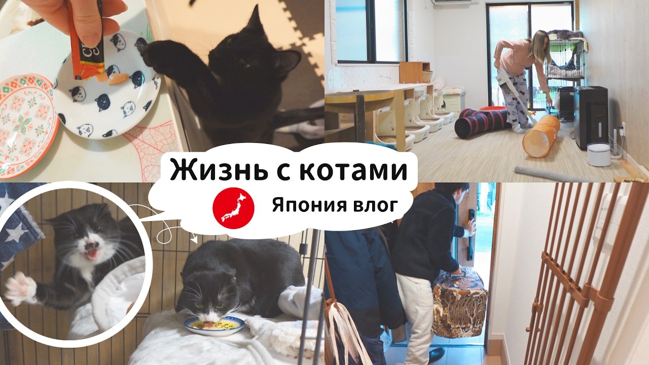 Моя повседневная жизнь с котами [Япония влог]