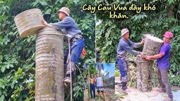 Đầy khó khăn khi Vua Khỉ Miền Tây cưa cây Cau Vua nằm giữa nhà kho nước đá.