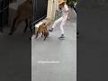 Luppa la reine du ballon doglover funnydog chien malinois foot mbappe humour youtubeshorts