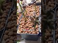Kakteen #kaktus #plants