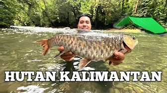 Camping Hujan deras 1 Minggu di Hutan Kalimantan Bertahan hidup cuaca buruk Fishing Camp Bushcraft