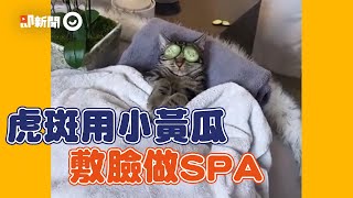 貓咪躺床上用小黃瓜敷臉!爽做SPA~媽媽拉開牠反被爆咬|好Chill|還跟爸爸泡澡|精選影片 貓咪躺床上用小黃瓜敷臉!爽做SPA~媽媽拉開牠反被爆咬|好Chill|還跟爸爸泡澡|精選影片