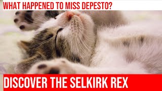 The Fascinating History of the Selkirk Rex Cat Breed