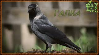 Голоса птиц Как поёт Галка (Corvus monedula)