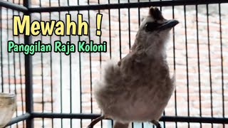 Panggilan Sang Raja Koloni ❗Menolak Trucuk Malas