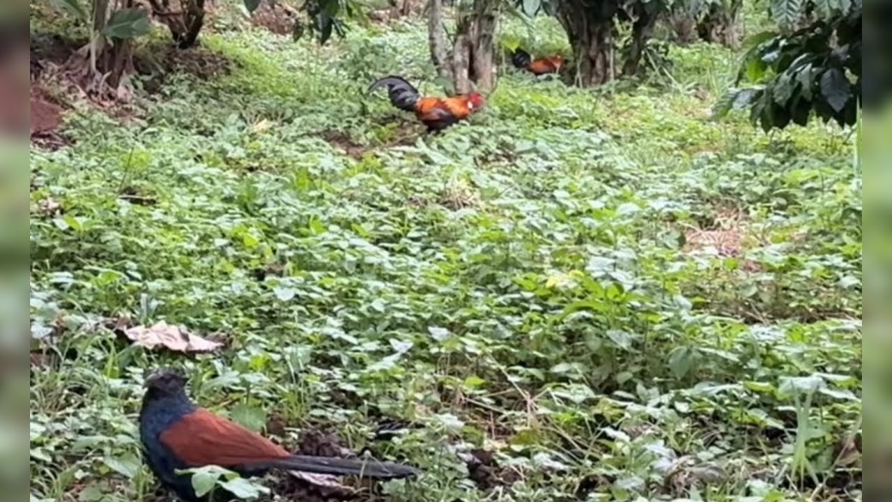 Phương lele TV bẫy gà rừng miền nam, gà rừng tai trắng 