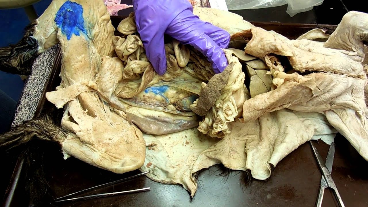 Body Cavities and Ligaments Part1 vlogs in spanish