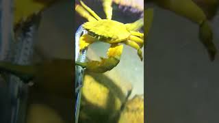 Going Diving Deep Sea Catch Sea Crab