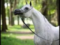 арабская лошадь одна из самых красивых лошадей в мире характеристики