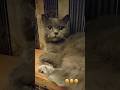 Кицюня #cat #cats #catvideos #кот #котики