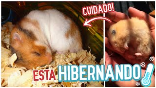 Como SABER SI mi HAMSTER esta HIBERNANDO o MUERTO