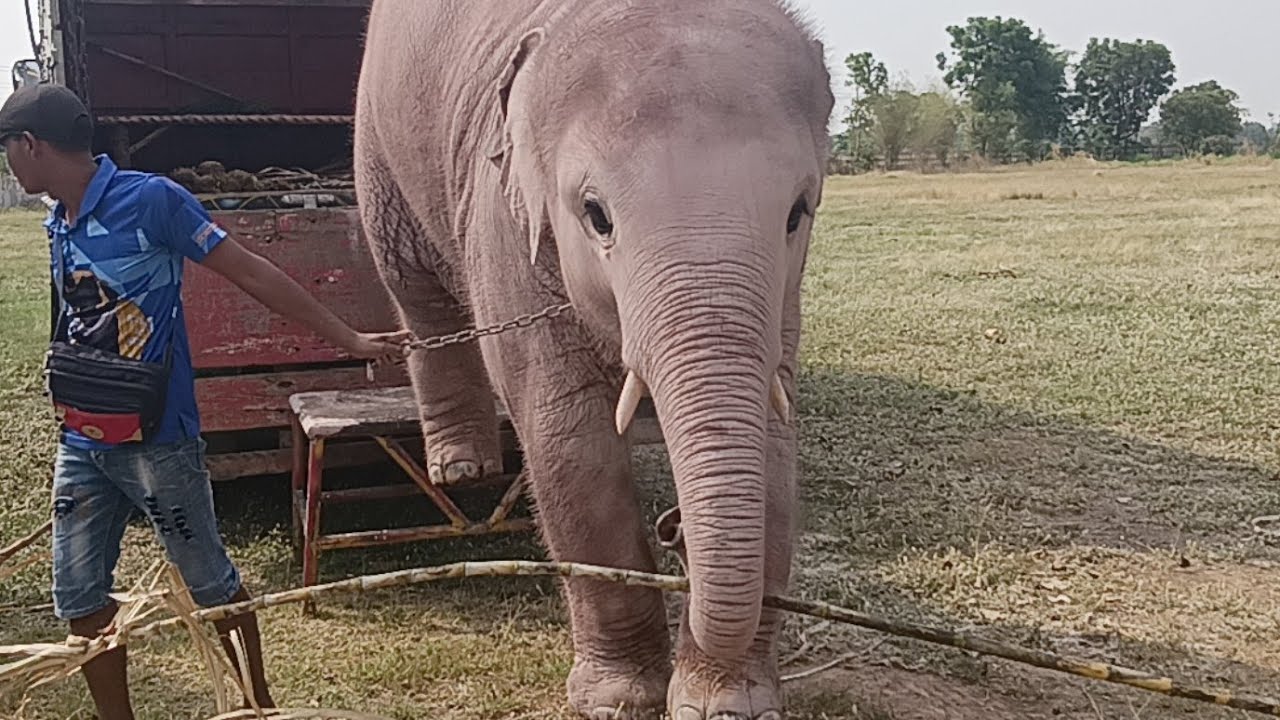 ดาวมาถึงหน้างานแล้ว