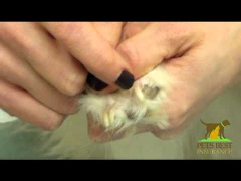 Trim your dog's nails - Dr. Caldwell for Pets Best Insurance - YouTube
