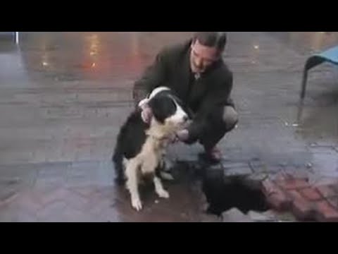 Amazing dog recovery! - A bit of Stephen Fry & Hug...