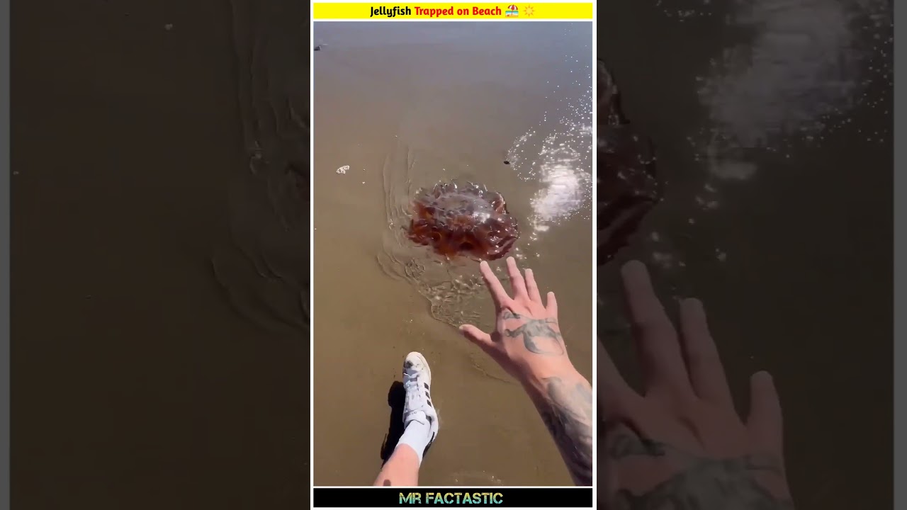 Jellyfish vs. Sun: The Unexpected Truth! ☀️ 