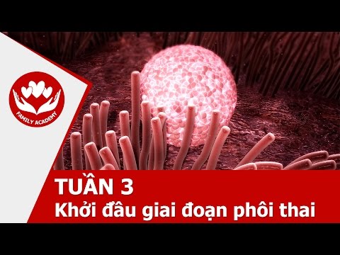 Video Sức khỏe bà bầu - Tuần 3: Khởi đầu giai đoạn phôi thai - youtube