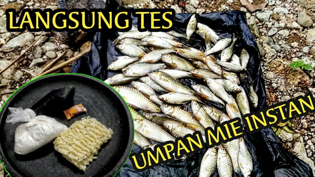 CARA MEMBUAT UMPAN IKAN WADER SEDERHANA DARI MIE INSTAN | LANGSUNG TES