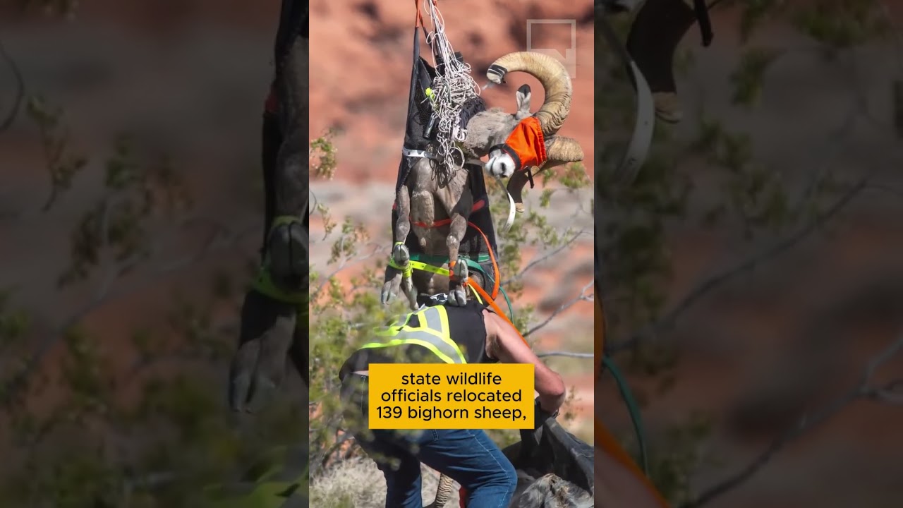 Nevada wildlife officials relocate bighorn sheep amid dry weather