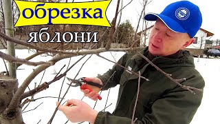 🔴🔴Correct Pruning of an Apple Tree with a Spindle. Pruning Apple Trees in Spring.