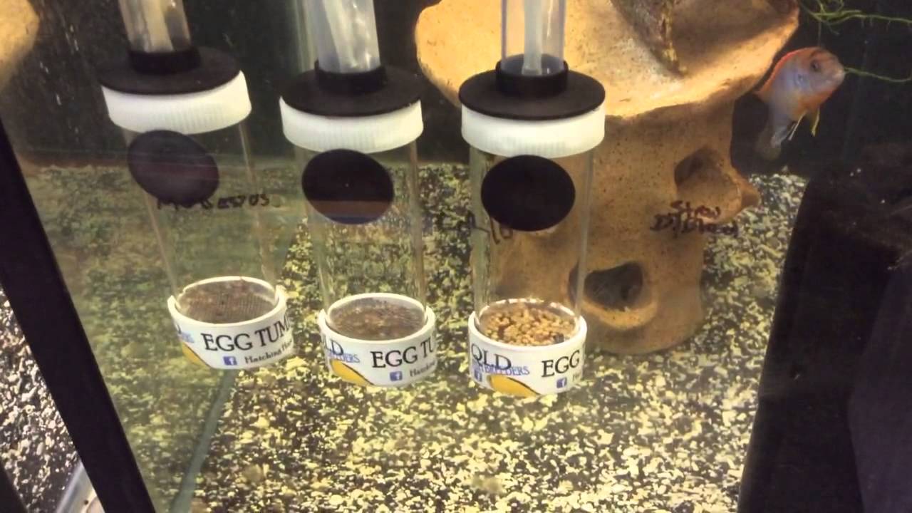 Hatching Hope Aquarium African Cichlid Fish Egg Tumbler Hat YouTube