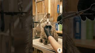 Most Satisfying Cat Transformation ASMR 🐈✨