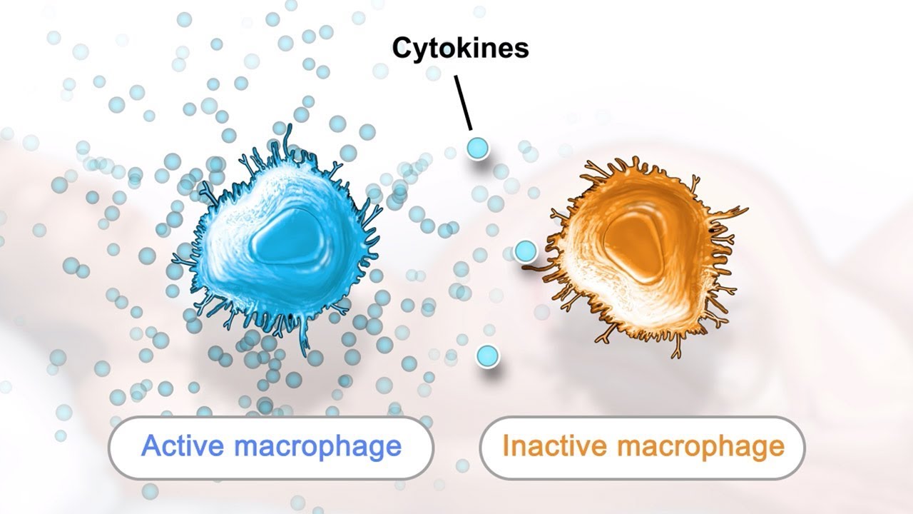 Fetal Inflammatory Response