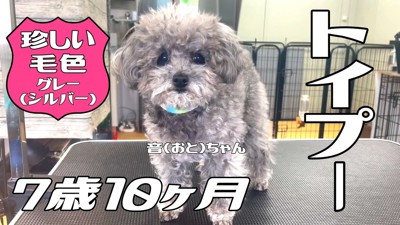 トイプードル（グレー） 【公式通販】