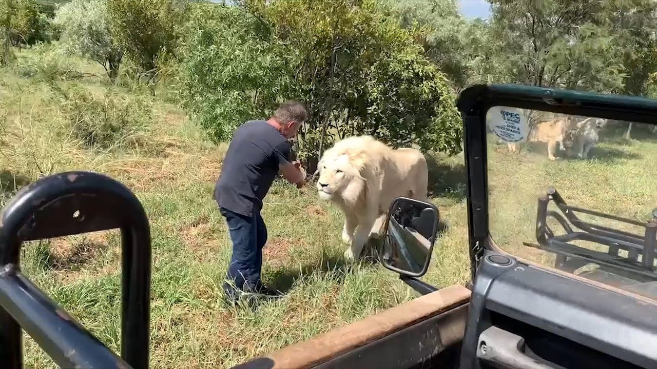 friend safari encounters