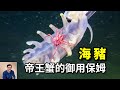 給帝王蟹當保姆，通過液壓系統走路，深海裡最奇葩的動物——海豬sea pig【老肉雜談】