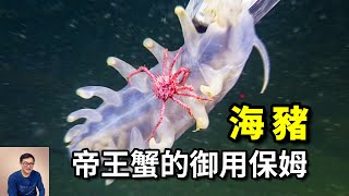 給帝王蟹當保姆開放身體給魚住排洩物比食物還乾淨海洋第一老好人——海豬【老肉雜談】