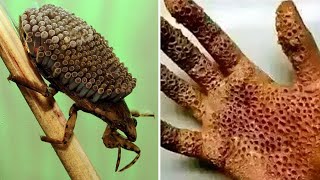 20 Most Dangerous Bugs You Should Never Touch..