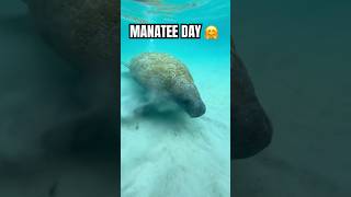 this was honestly the best day at the sandbar yet 🤭 #sandbar #shelling #sealife