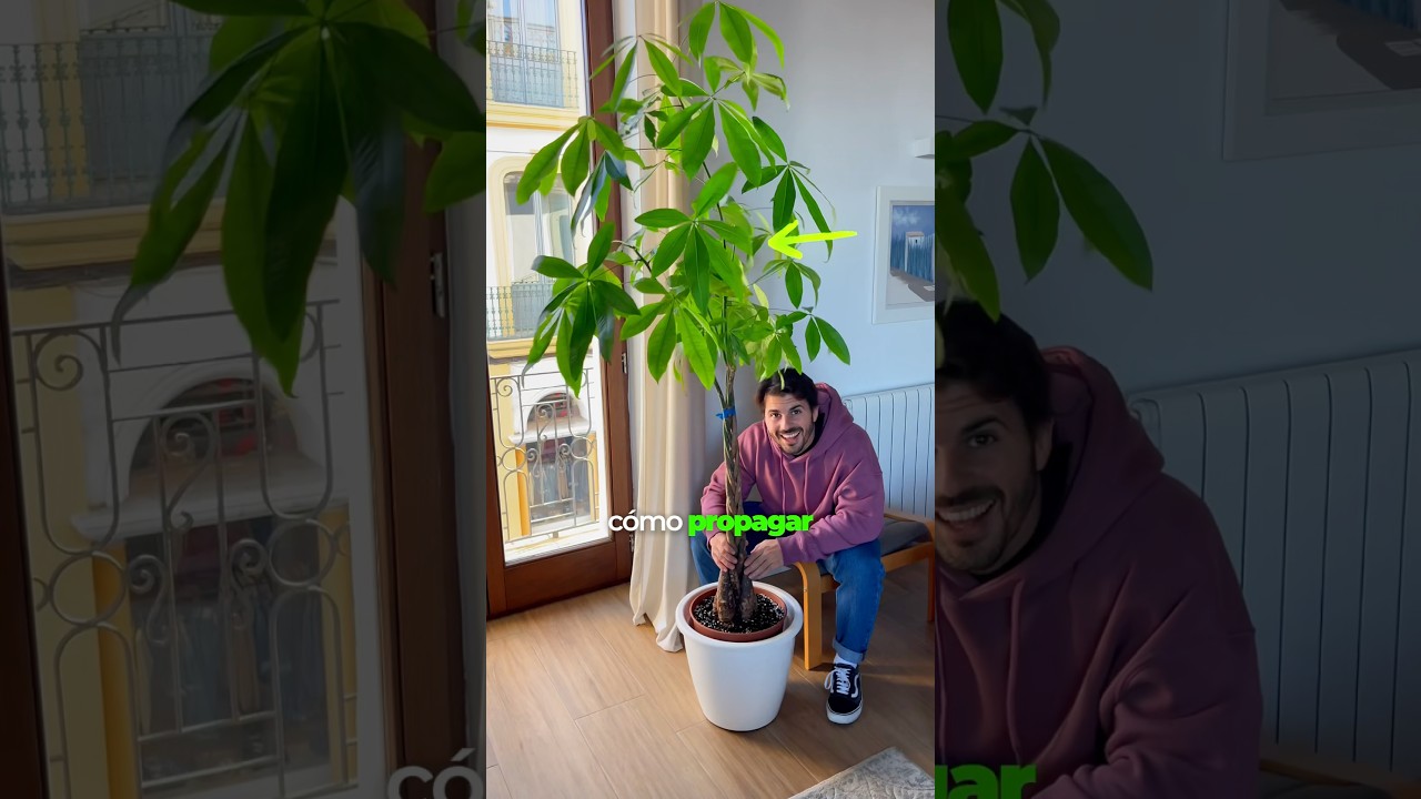 💰🌱 Cómo propagar la Pachira, el árbol del dinero 🌱💰 #pachira #planttips #plantcare #plantas