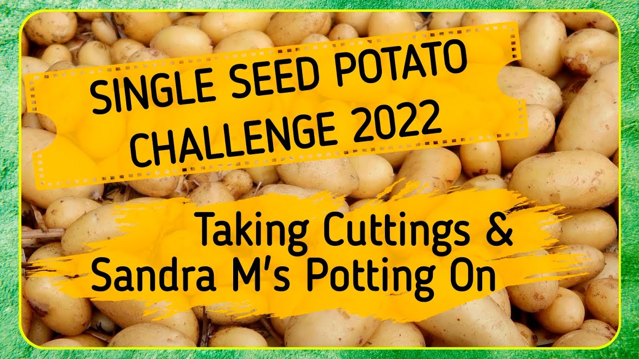 Single Seed Potato Challenge 2022 - Taking Cuttings & Sandra M's Potting Up