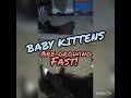 Kingoftalent baby kittens kj webisode cats kittens pets petco petsmart vlog