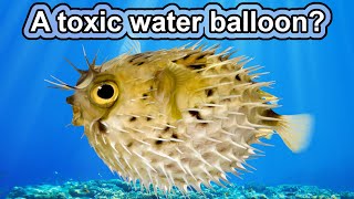 This water balloon can kill you! | 10 COOL PUFFERFISH FACTS