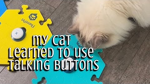 How My Cat Learned to Talk - Talking Buttons (Learning Beginner)
