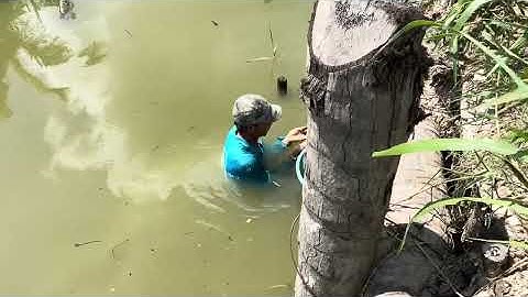 mò ốc đăng ở quê lên hấp xã