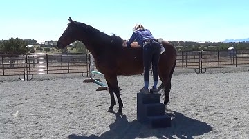 Clicker Training with Horses - Priority to Positive® Murray at the mounting block