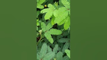 10 công dụng của cây mắc cở