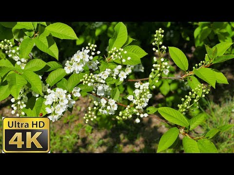 Wideo: Kwitnąca czeremcha - niesamowity widok