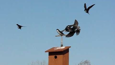 Tree Swallow Chatter Call