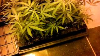 Veg room