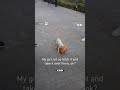 This “Criminal” Cat Had the Internet Crying #viral #crazy