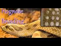 How to Breed Hognose Snakes in 5 EASY Steps | WE'VE GOT EGGS!